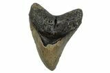 Fossil Megalodon Tooth - North Carolina #379228-1
